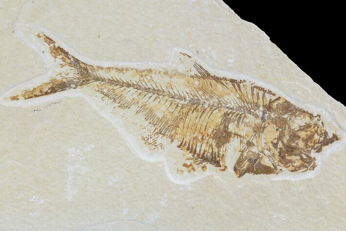 Bargain, Diplomystus Fossil Fish - Wyoming #88570